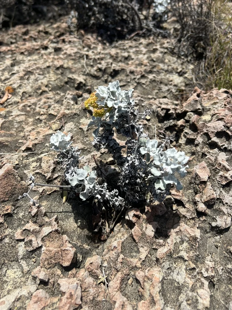 Eriogonum crocatum