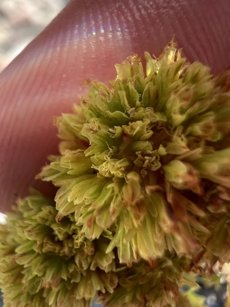 Eriogonum crocatum