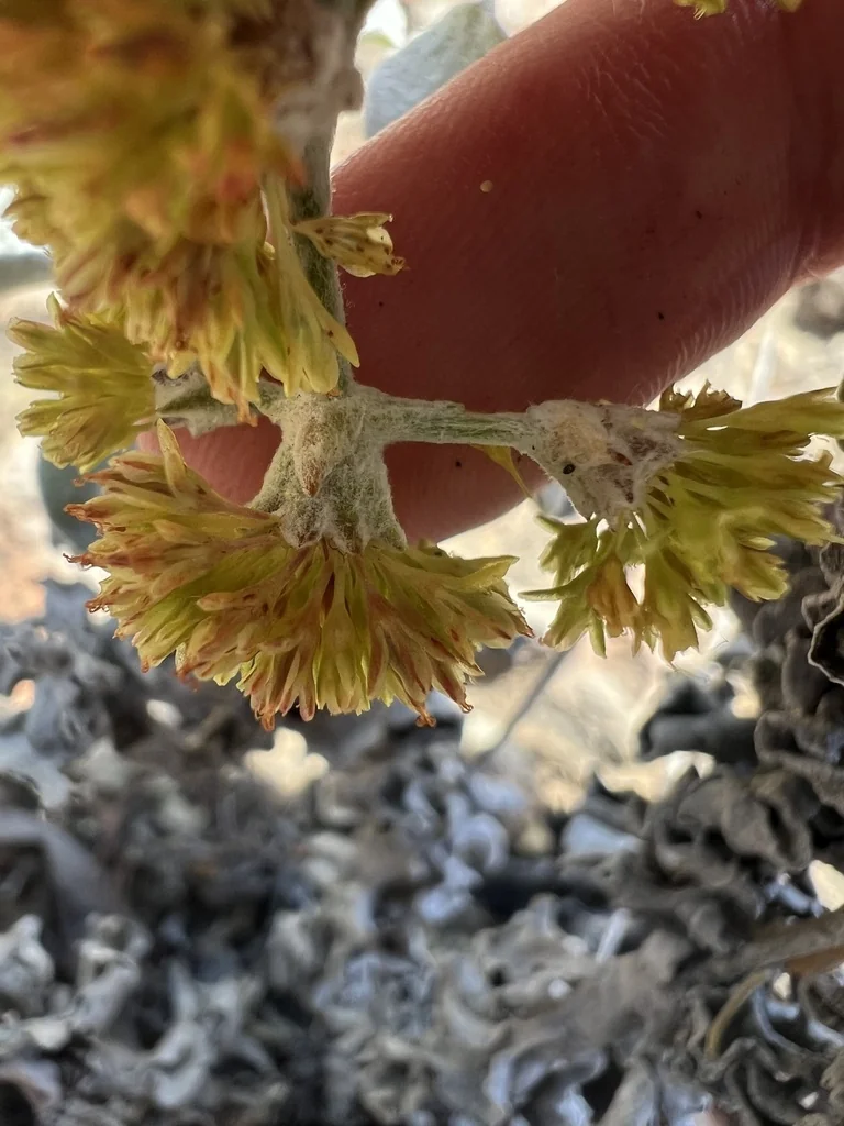 Eriogonum crocatum