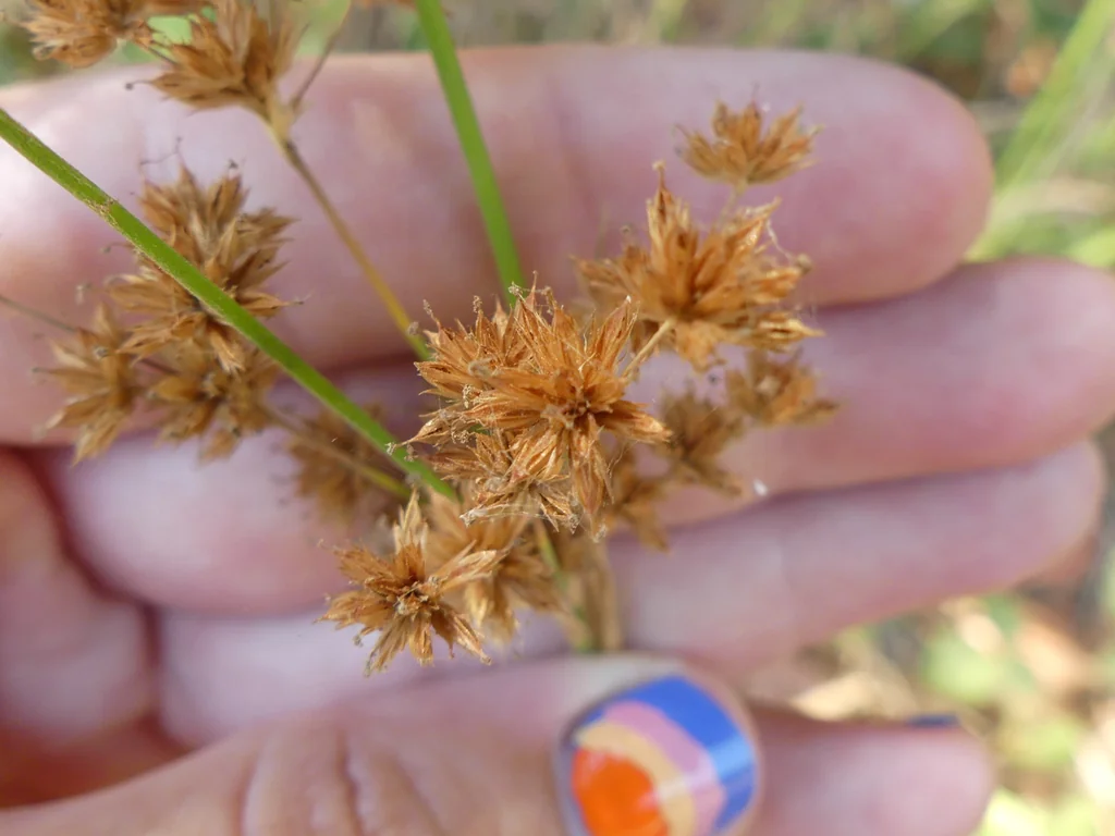 Juncus Xiphioides