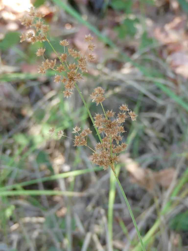Juncus Xiphioides