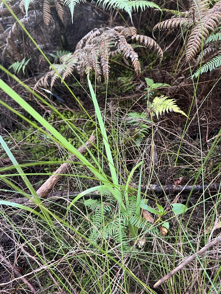 Aristea Ecklonii