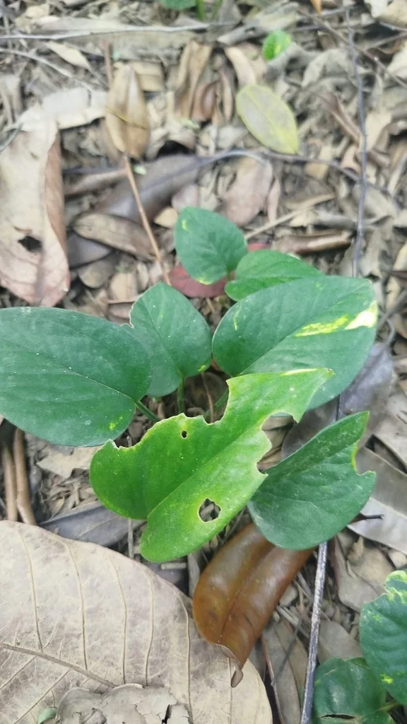 Epipremnum aureum