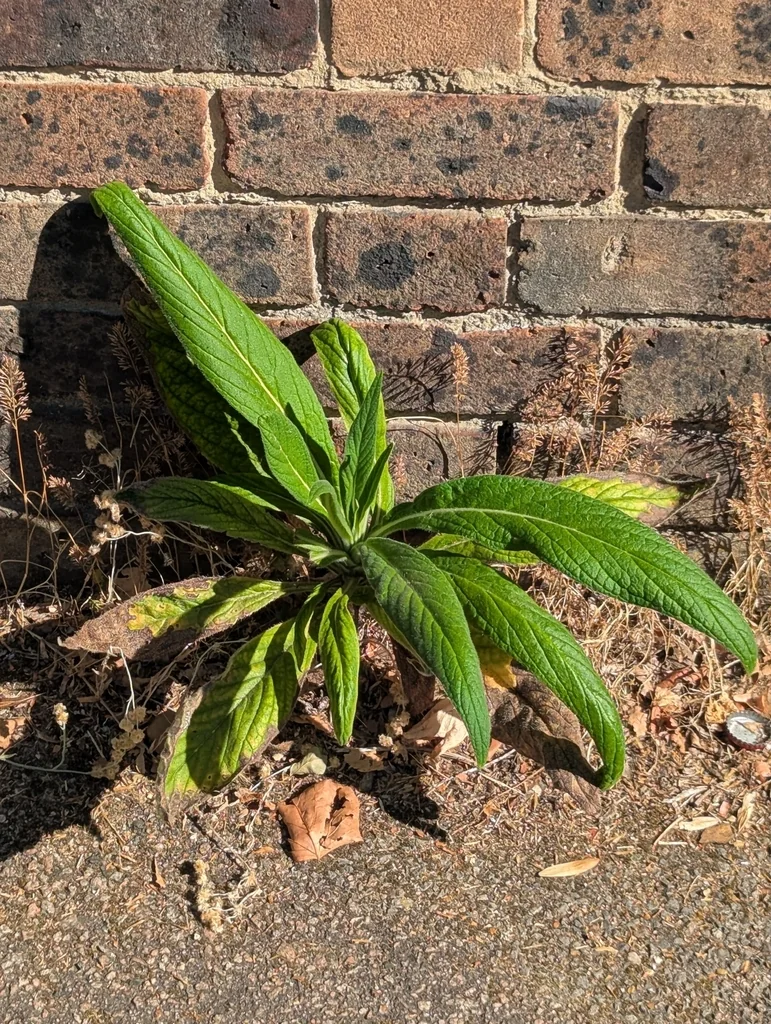 Echium Pininana