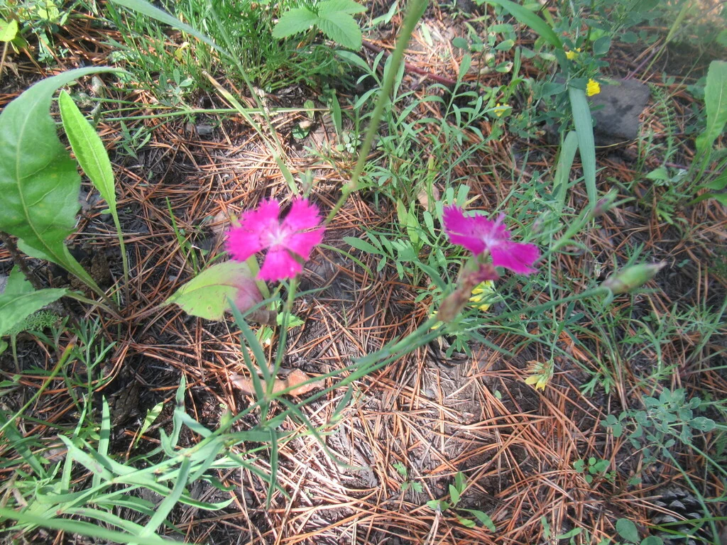 Dianthus Chinensis