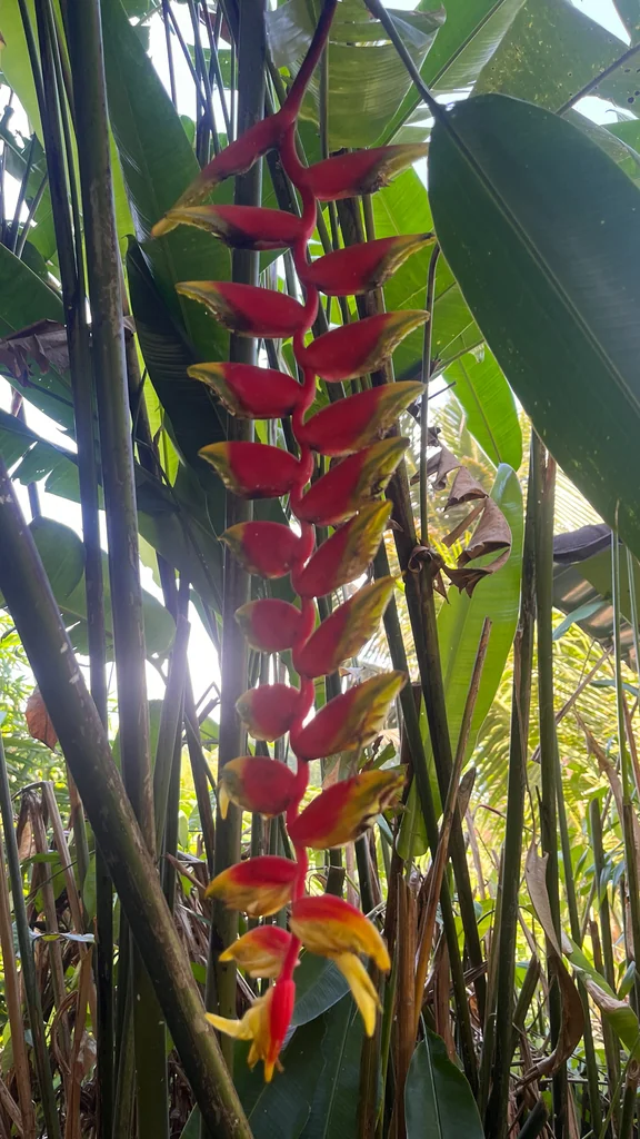 Heliconia Rostrata