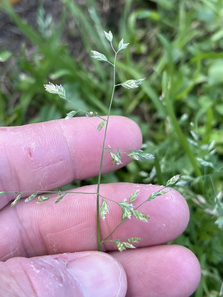 Poa Annua
