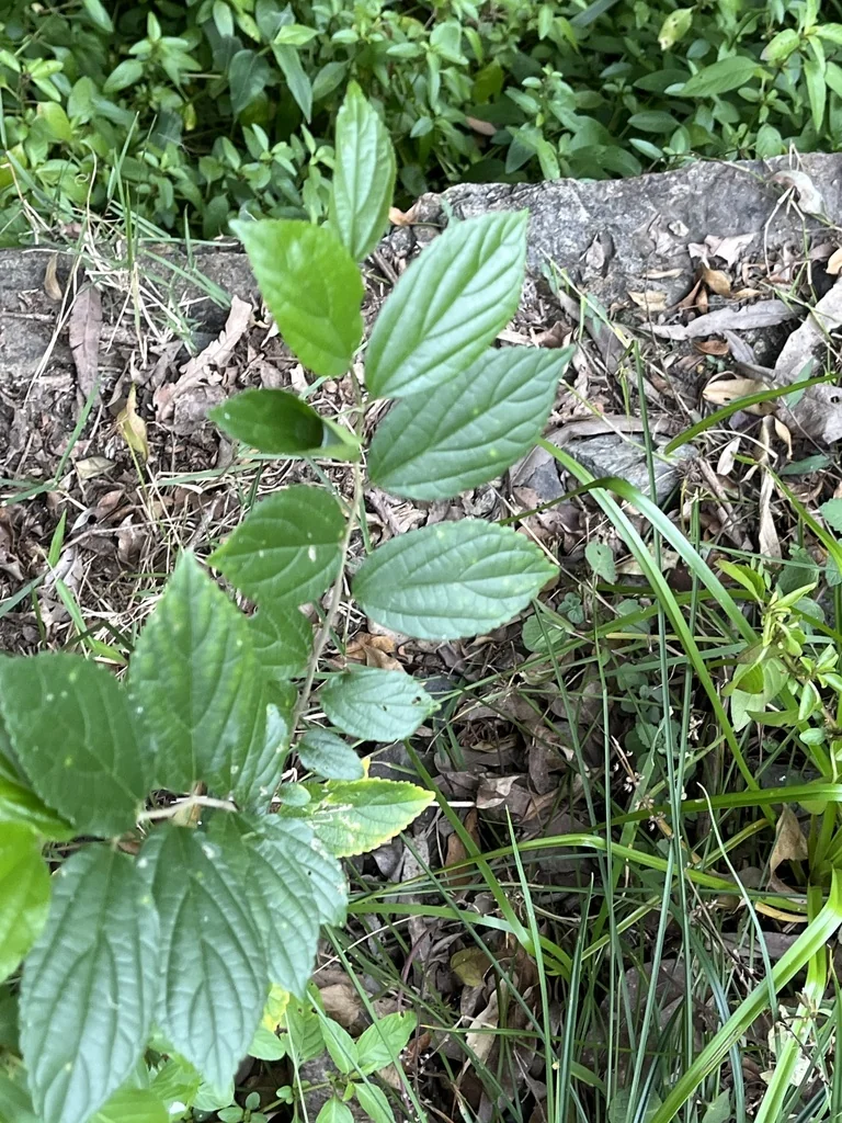 Celtis Sinensis