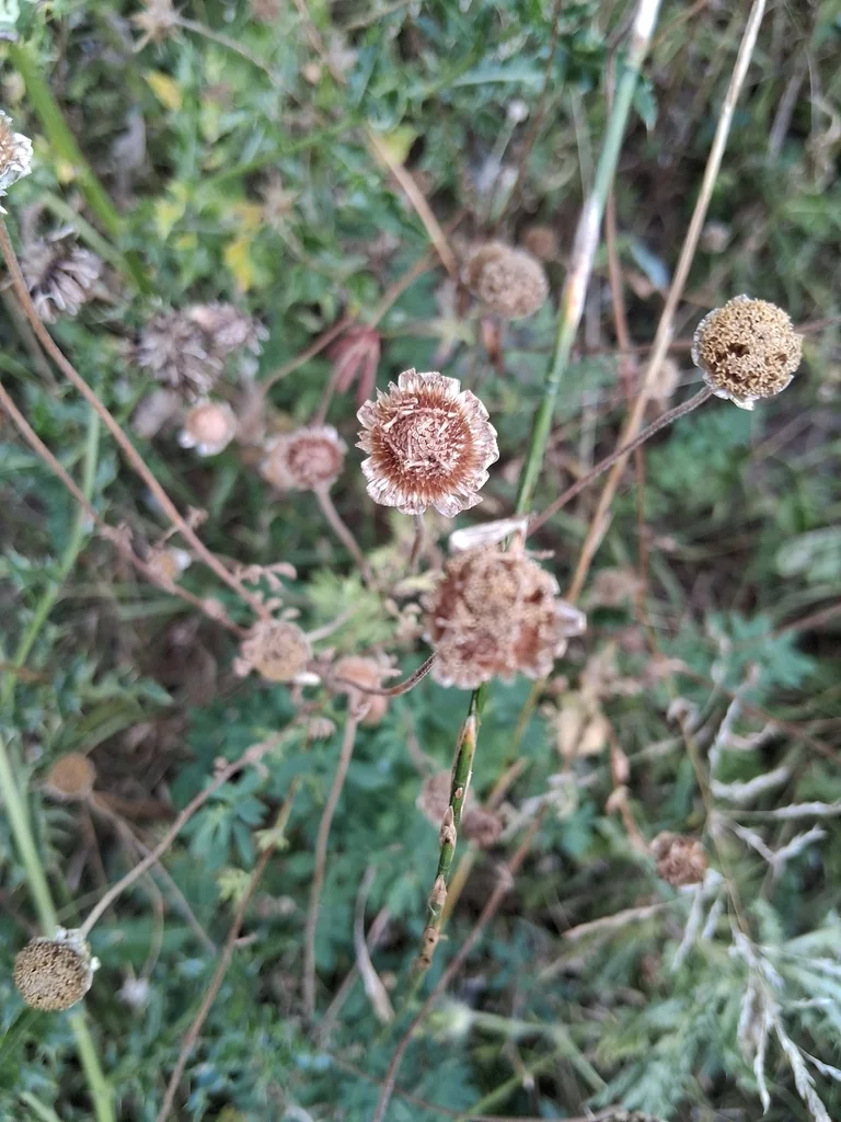 Tanacetum Parthenium