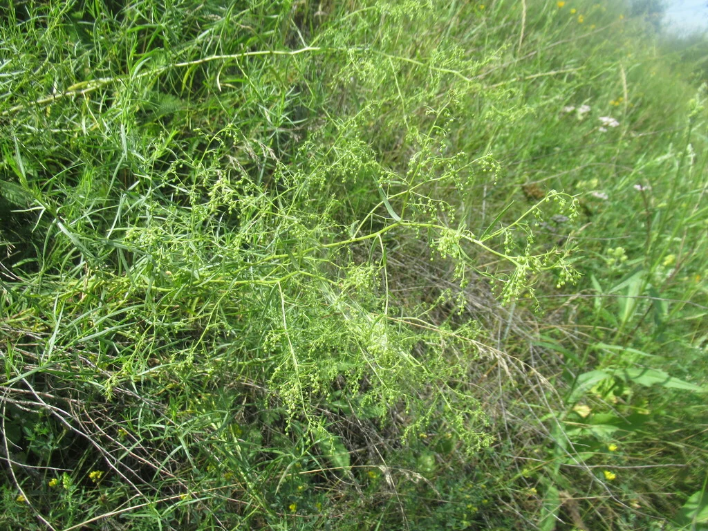 Artemisia Dracunculus