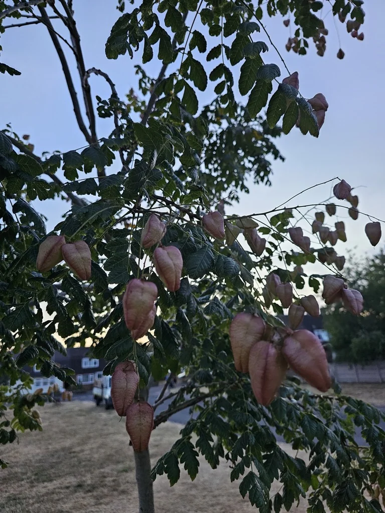 Koelreuteria Paniculata