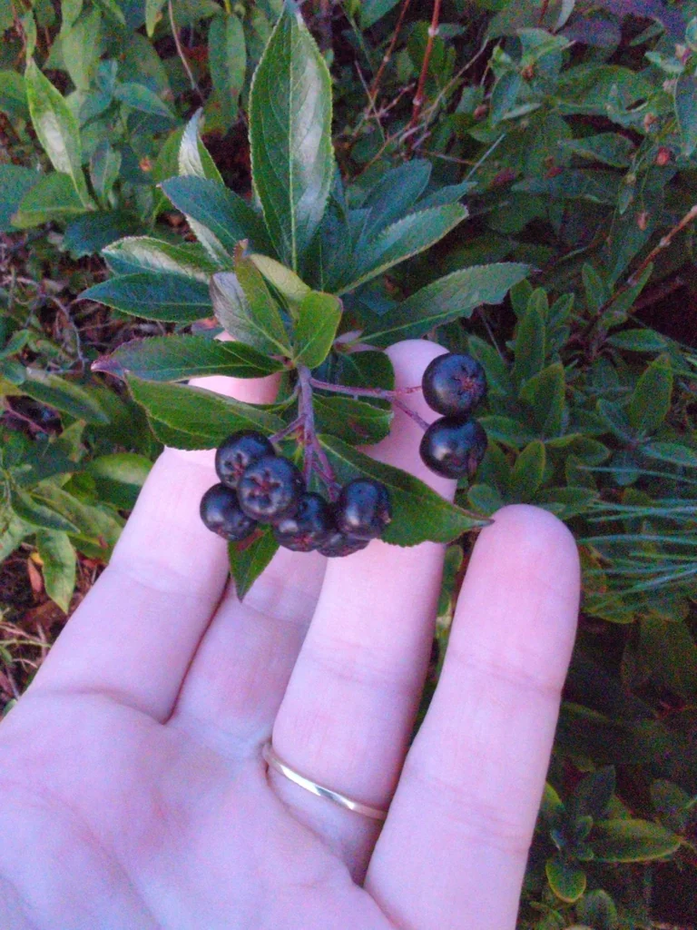 Aronia melanocarpa