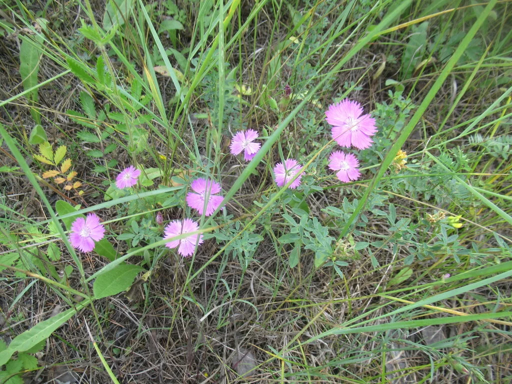 Dianthus Chinensis