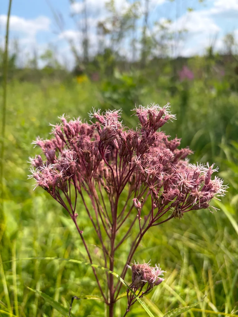 Eutrochium Maculatum