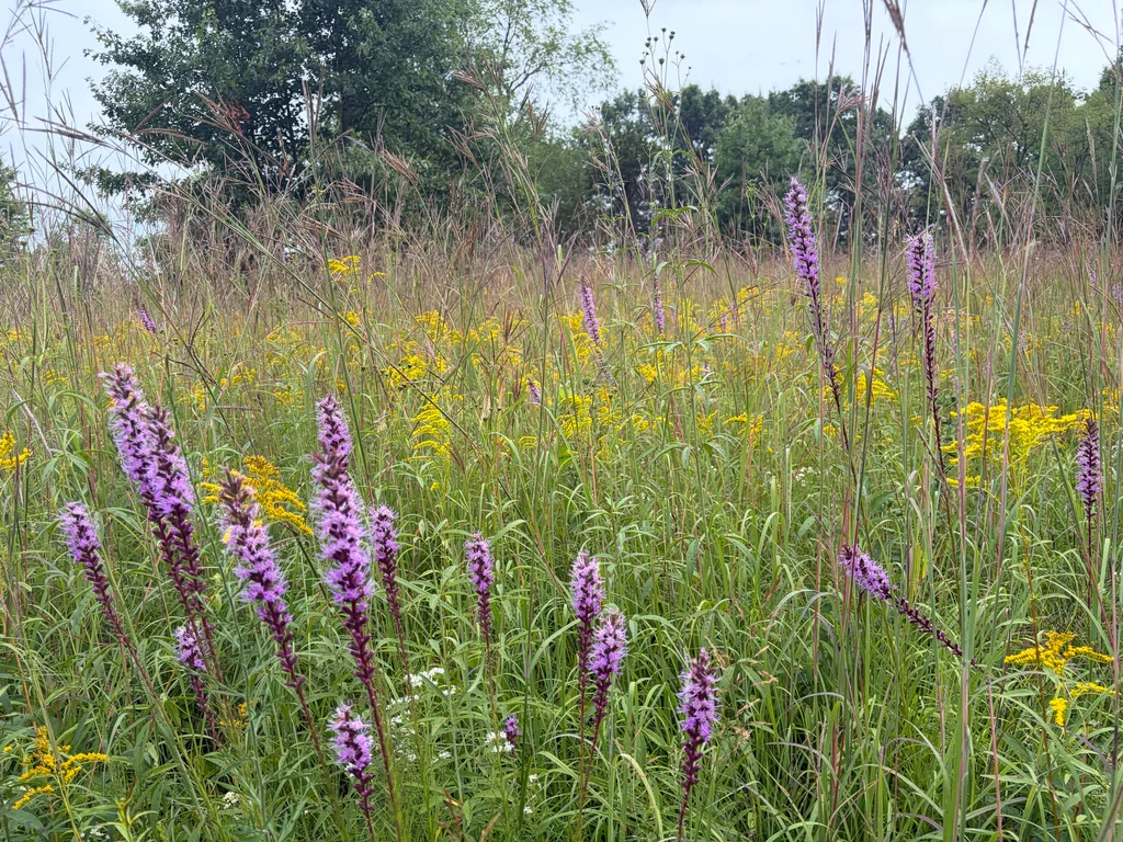 Liatris Spicata