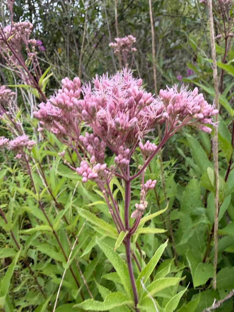 Eutrochium Maculatum