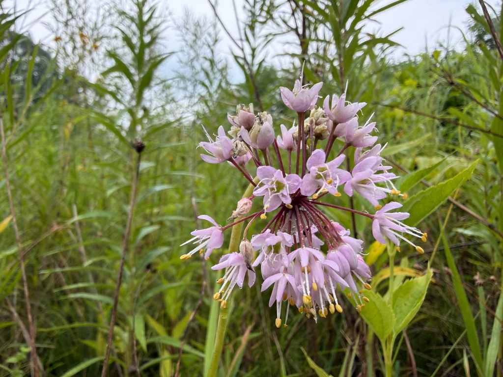 Allium Cernuum
