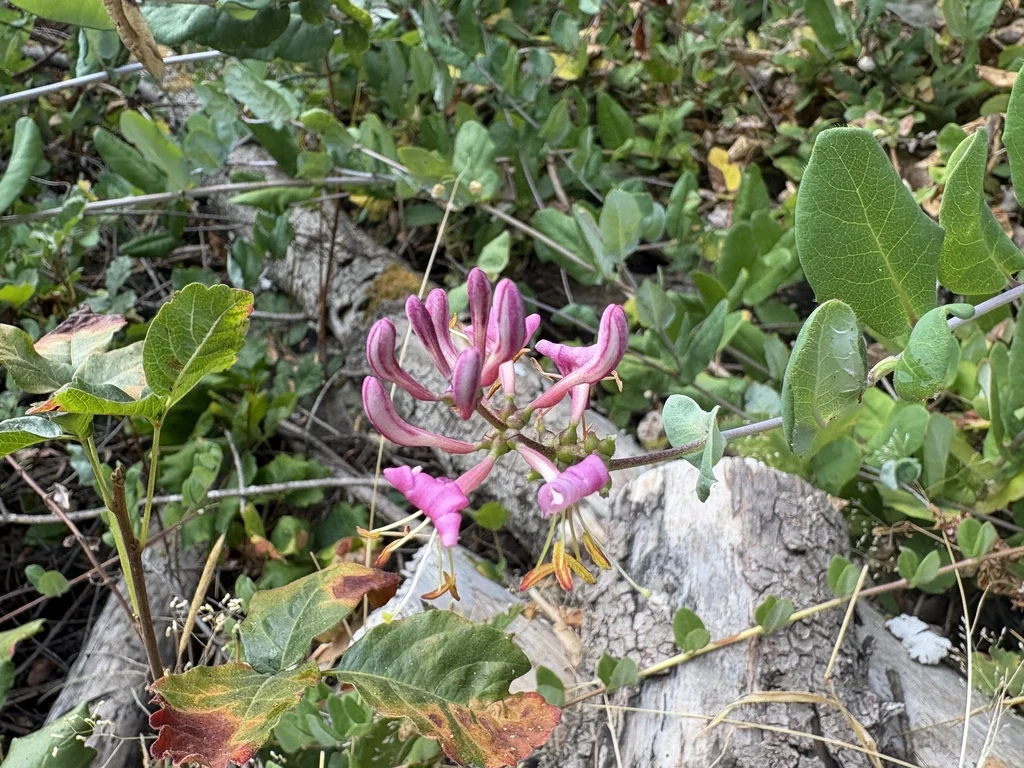 Lonicera Hispidula