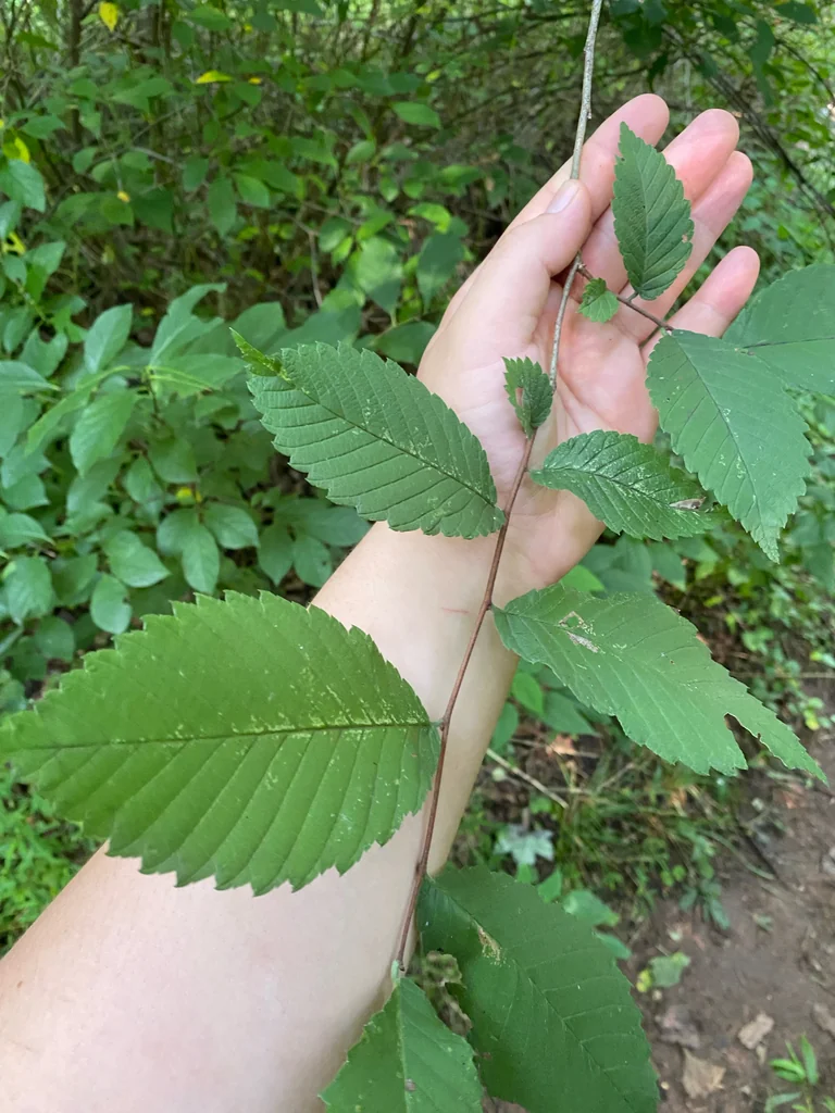 Ulmus Americana