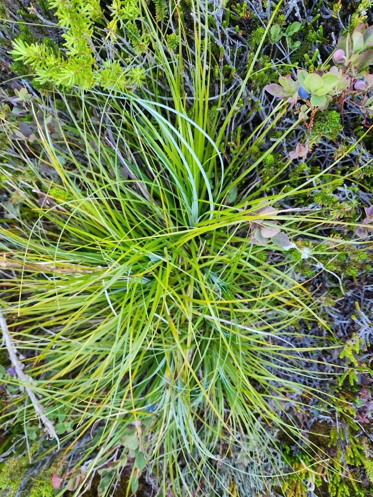 Xerophyllum Tenax