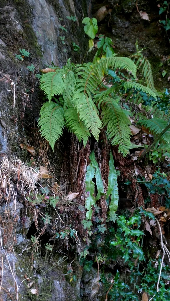 Polystichum Setiferum
