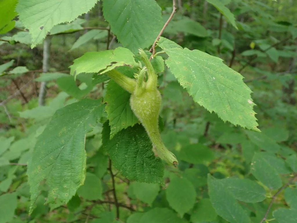 Corylus Cornuta