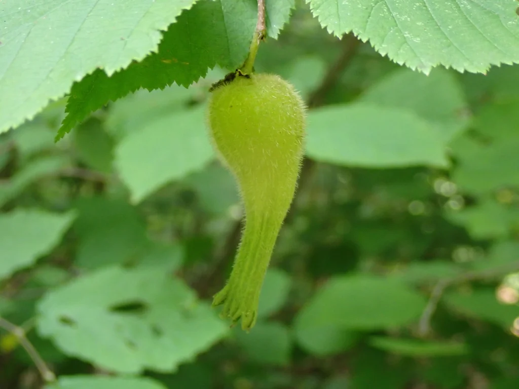 Corylus Cornuta