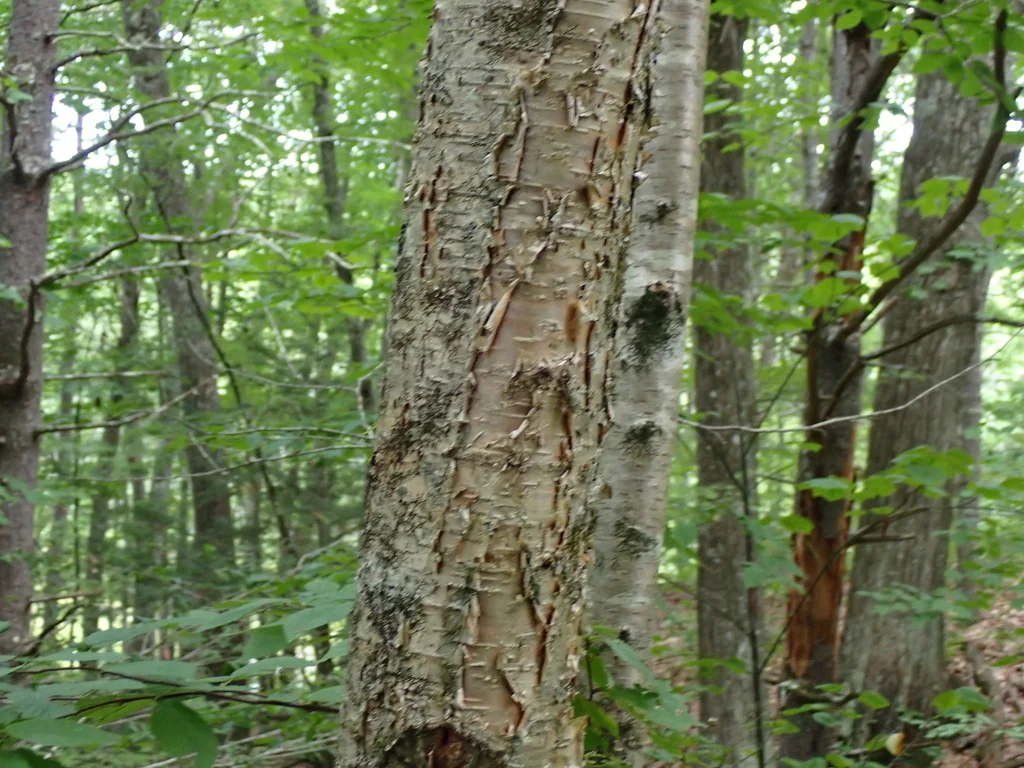 Betula Alleghaniensis