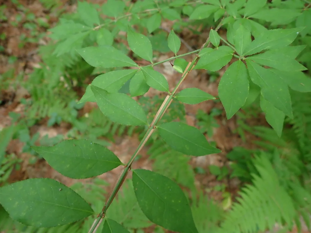 Euonymus Alatus
