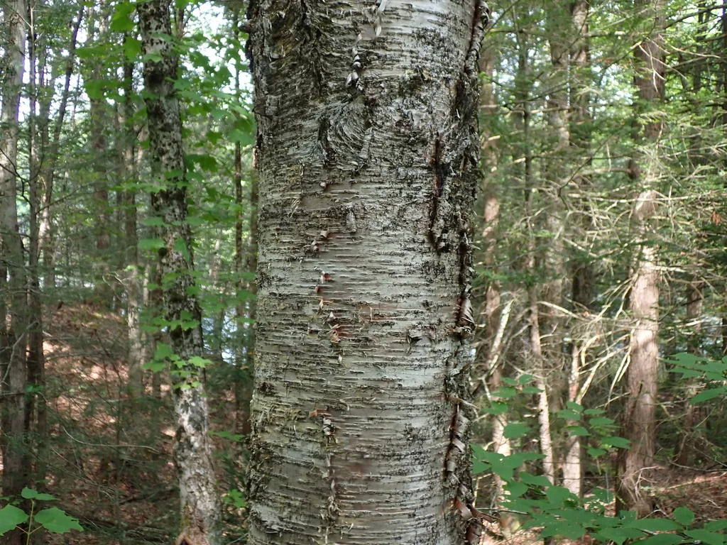 Betula Alleghaniensis