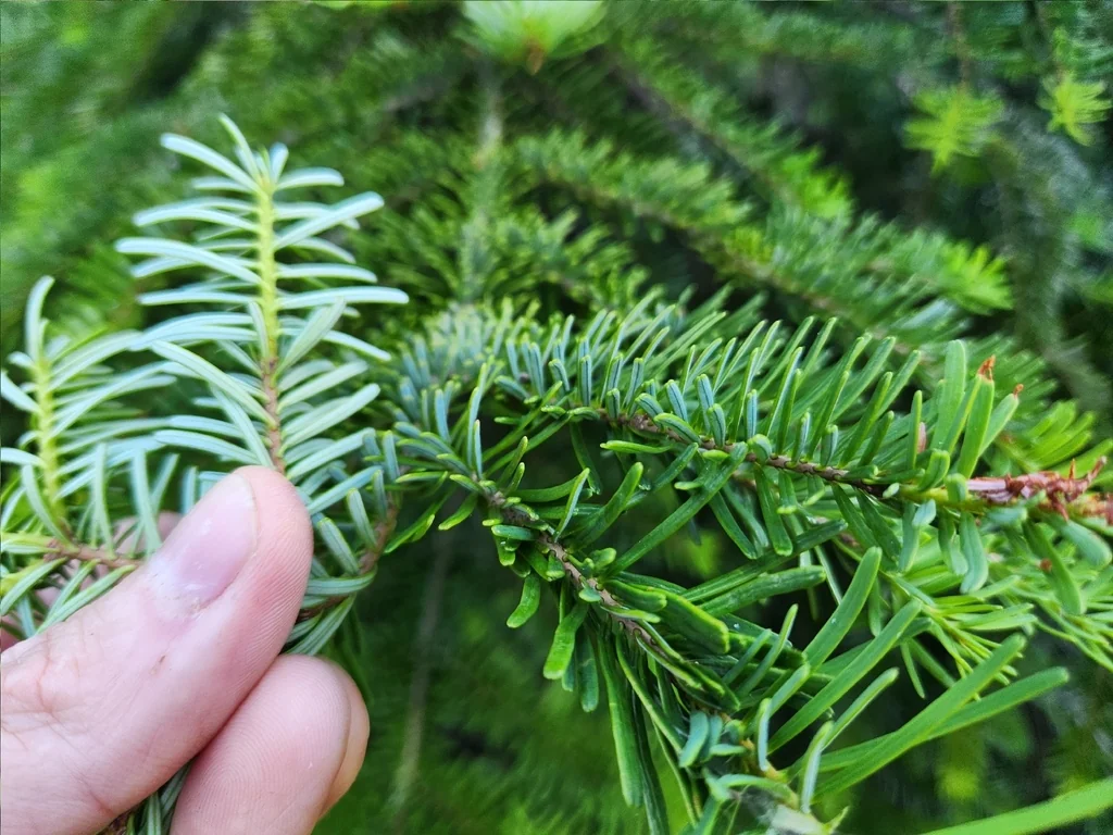 Abies Amabilis