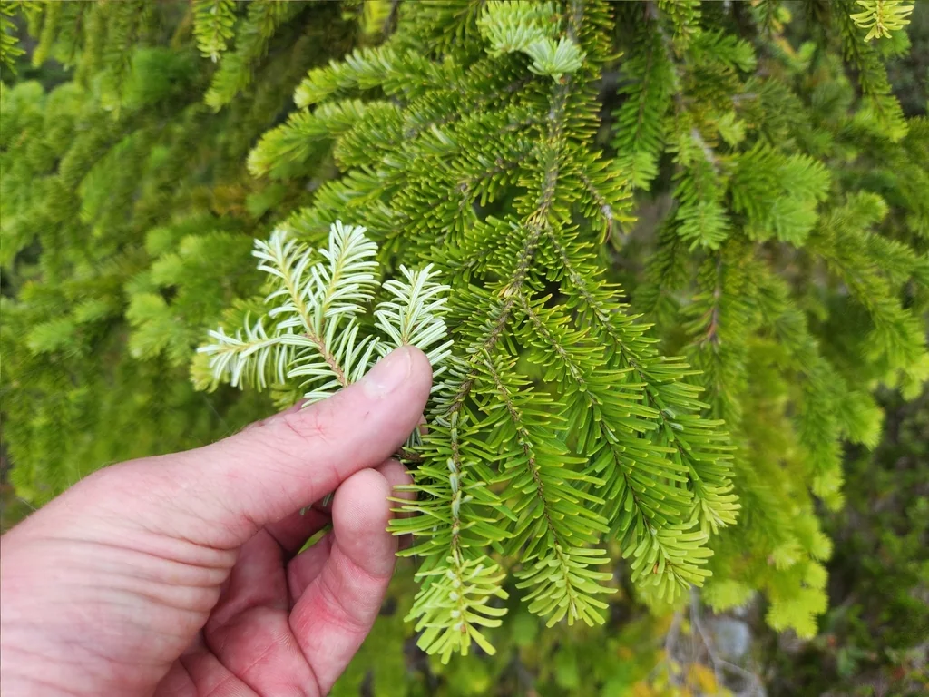 Abies Amabilis
