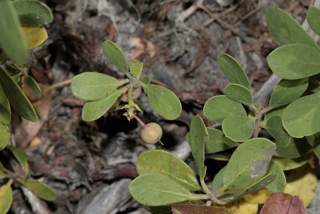 Arctostaphylos Nevadensis