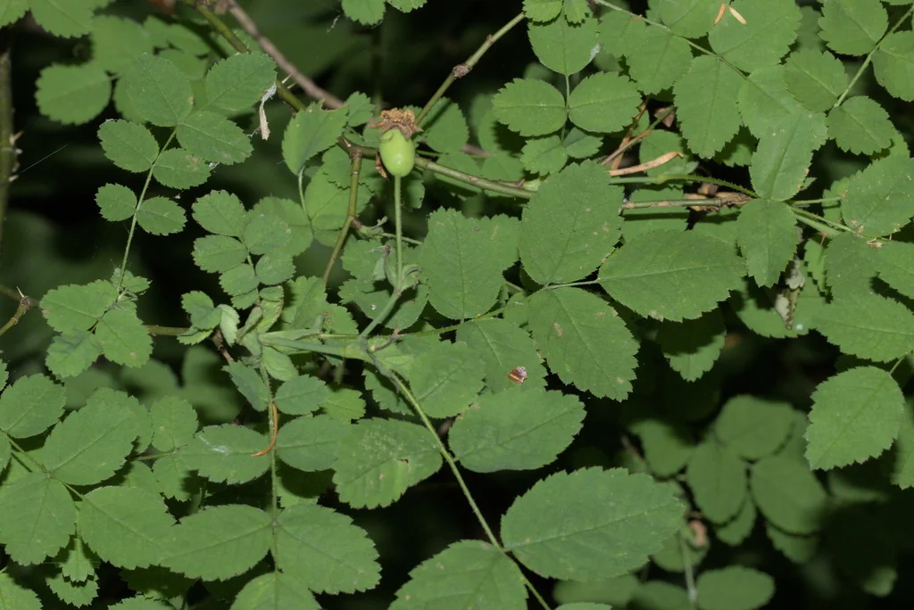 Rosa gymnocarpa