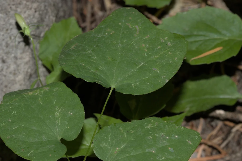 Vancouveria Hexandra