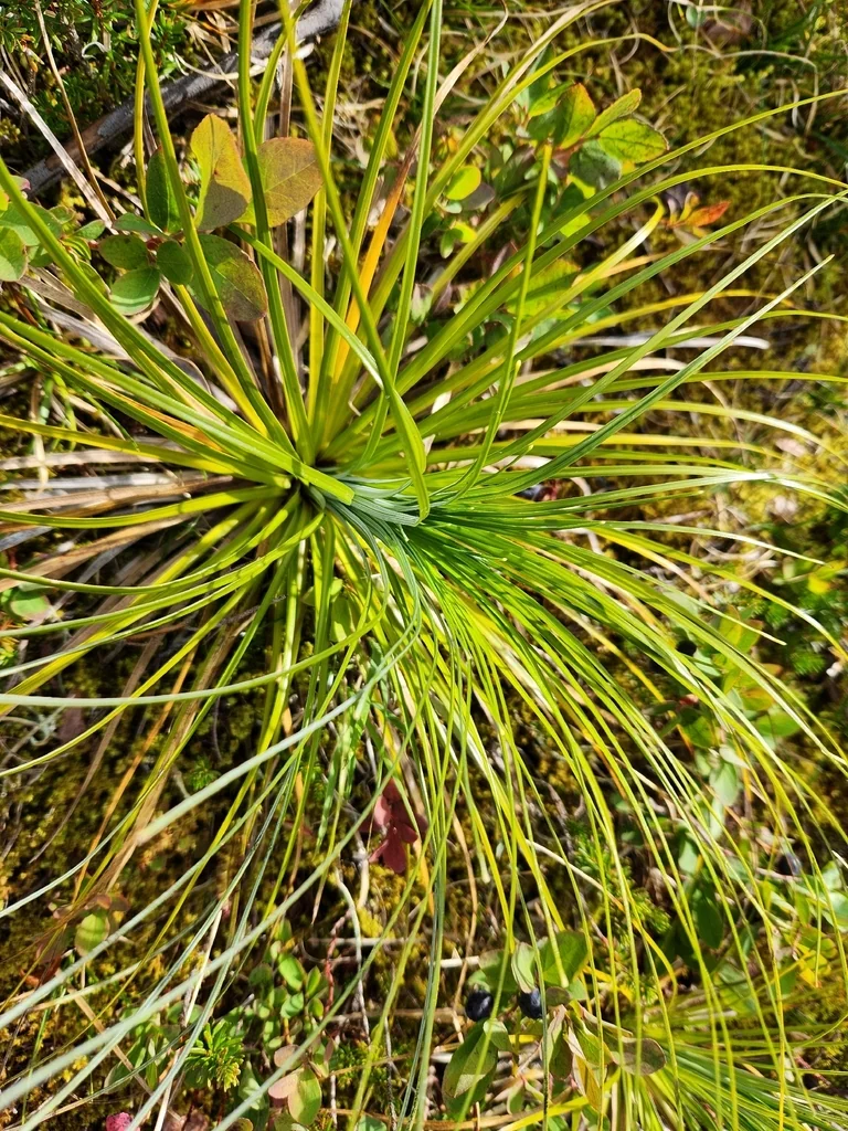 Xerophyllum Tenax