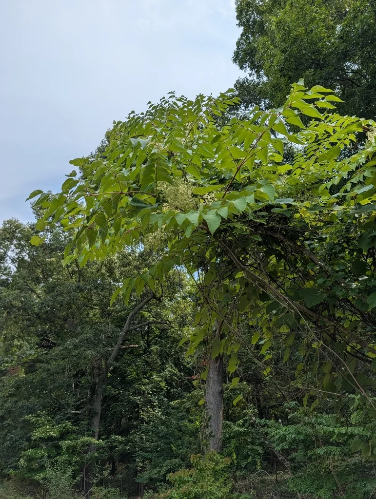 Aralia Elata