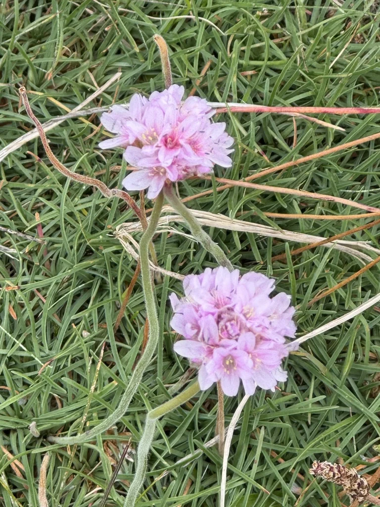 Armeria Maritima