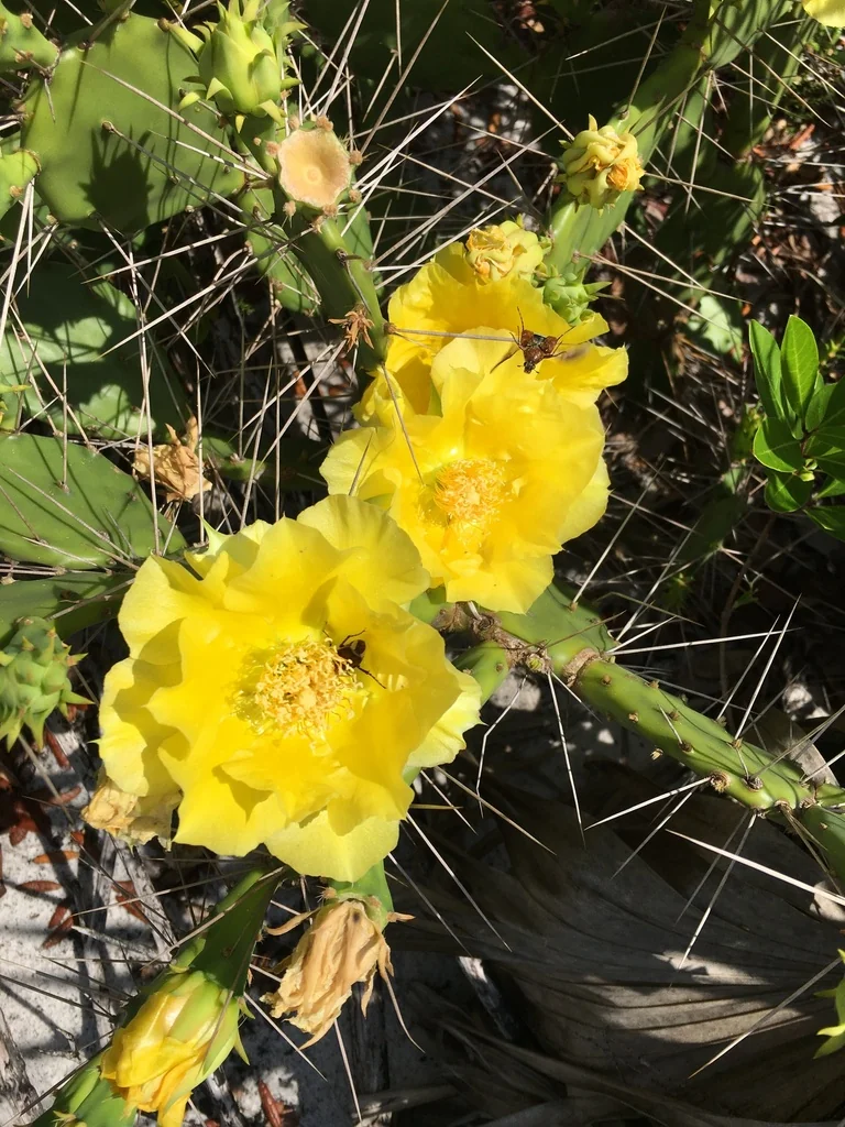 Opuntia Humifusa