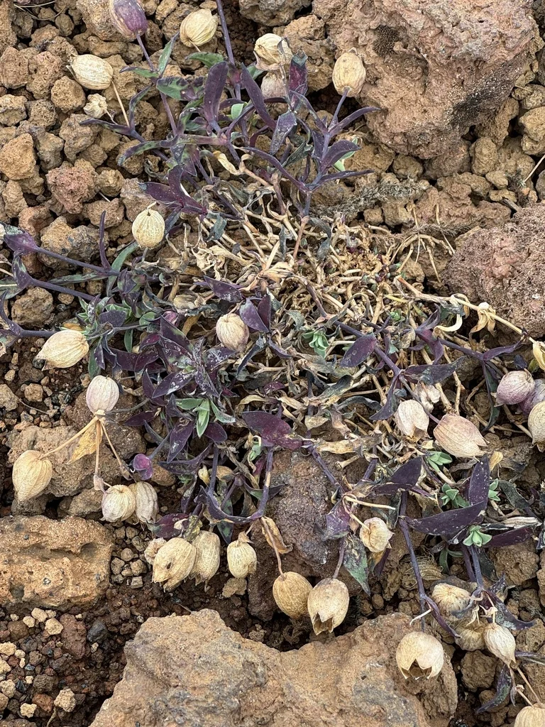 Silene Uniflora