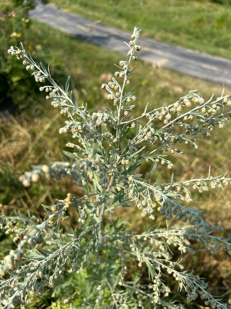 Artemisia Absinthium