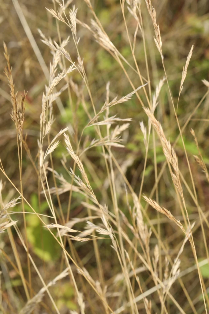 Festuca Rubra