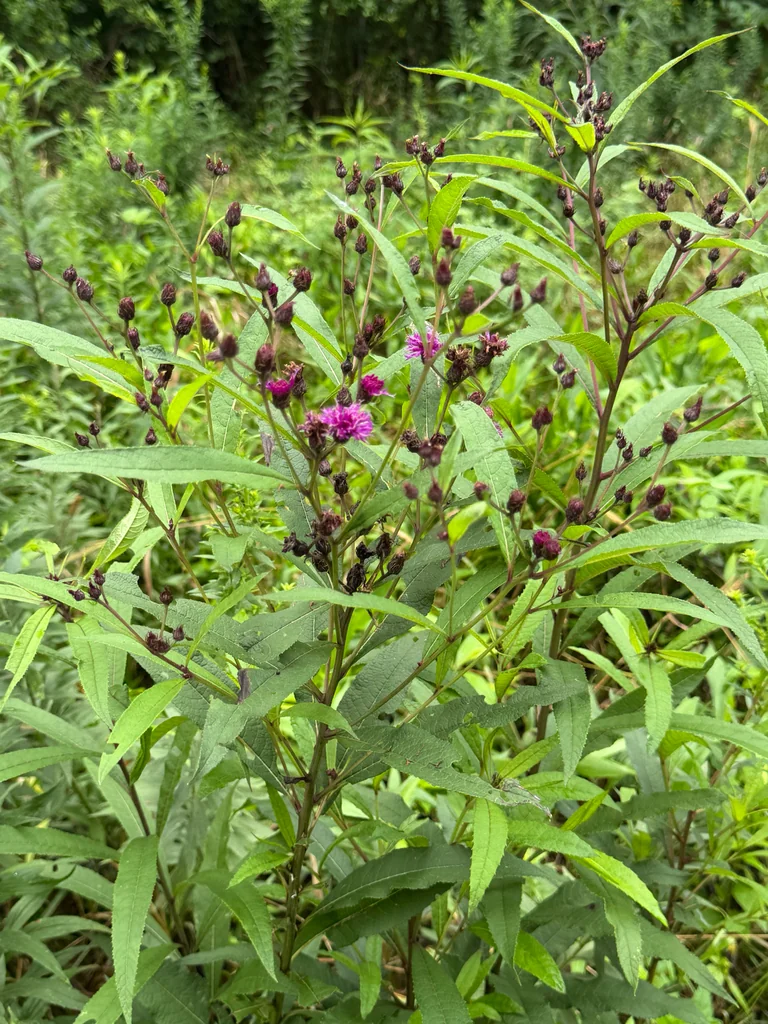 Vernonia Noveboracensis