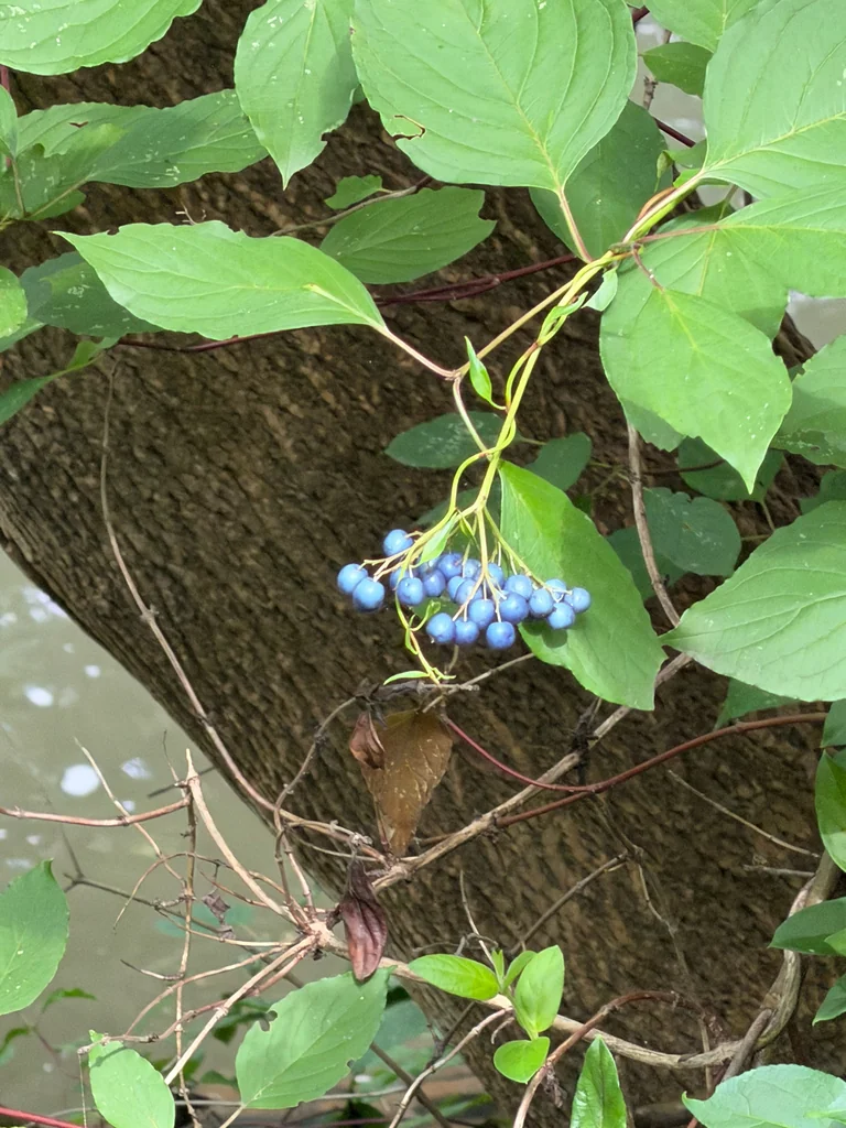 Cornus Amomum