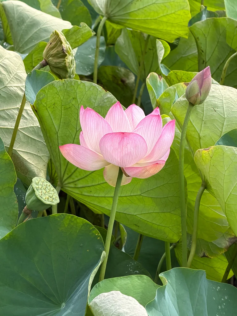 Nelumbo Nucifera