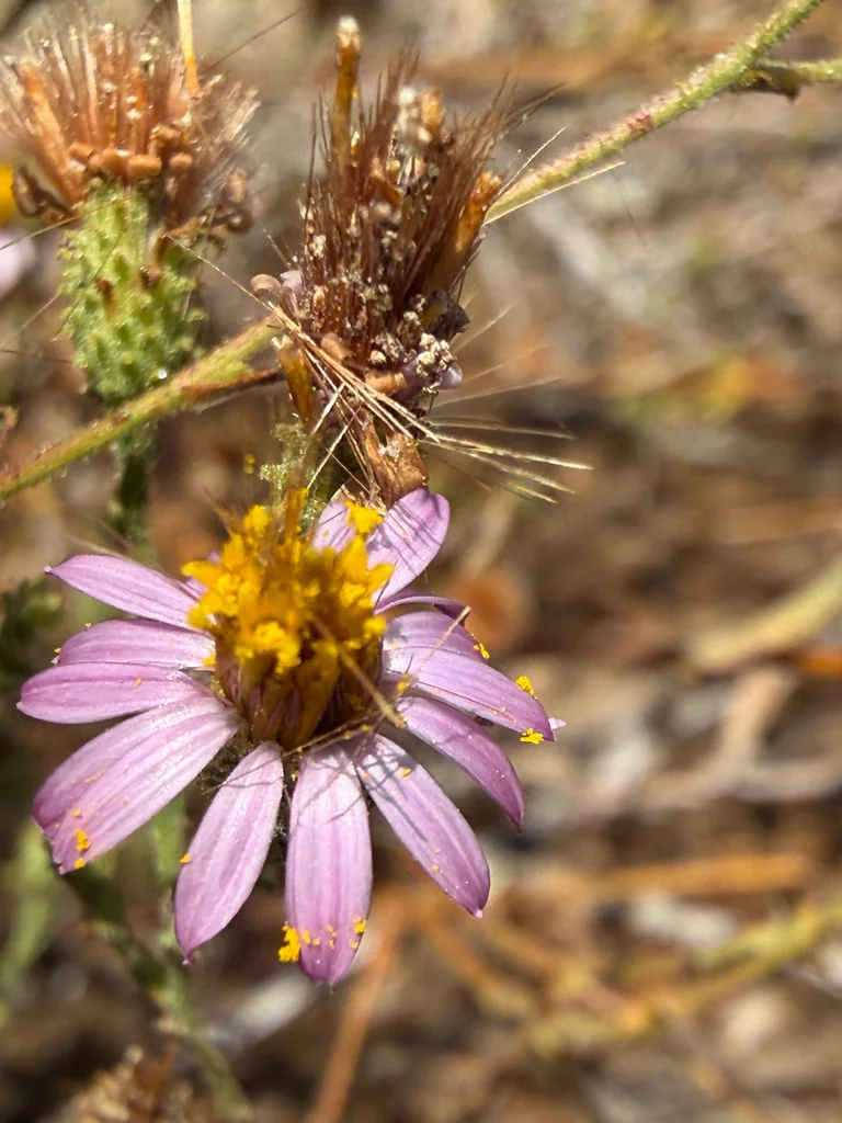 Lessingia Filaginifolia