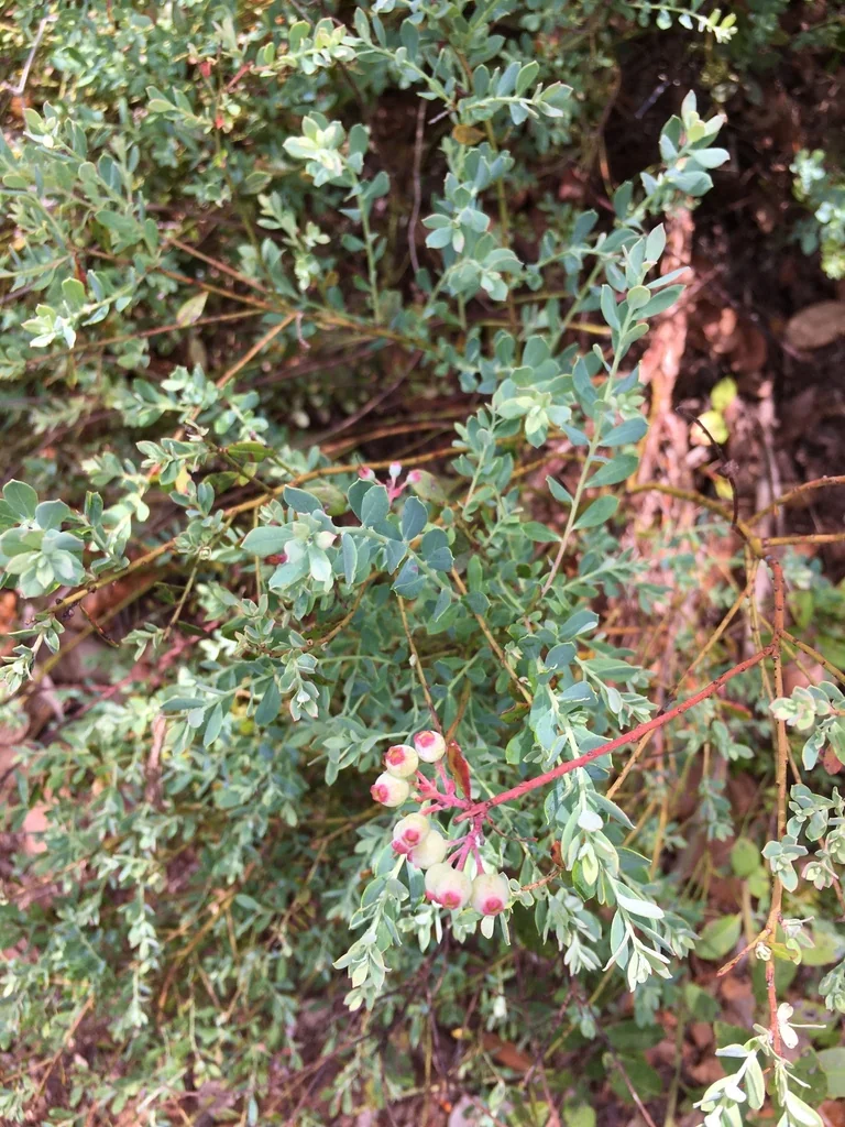 Vaccinium Darrowii