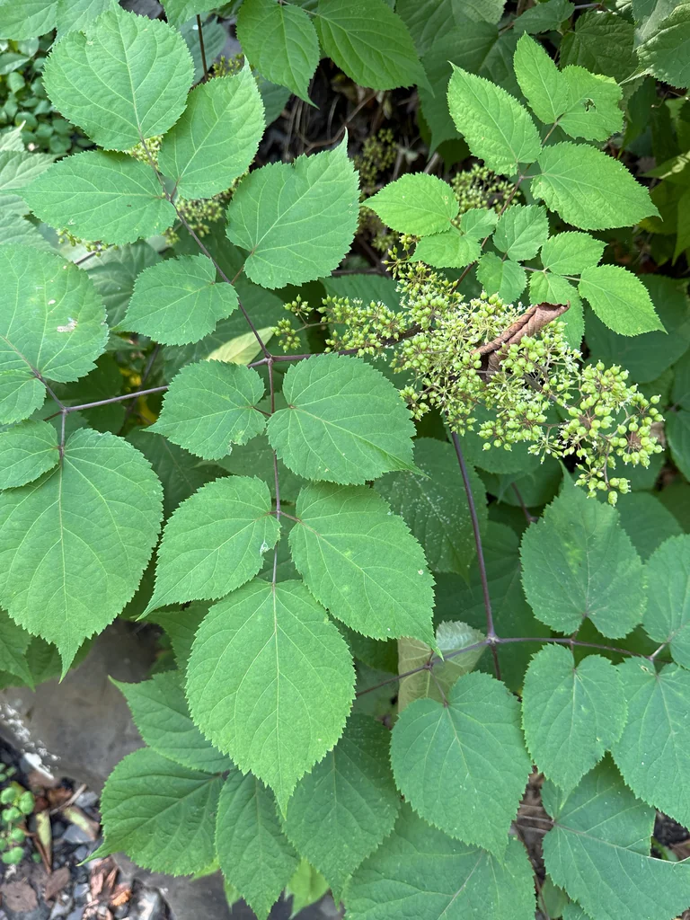 Aralia Racemosa