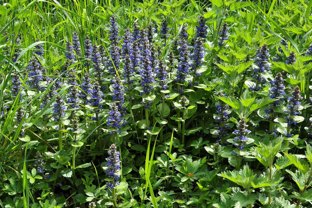 Ajuga Reptans