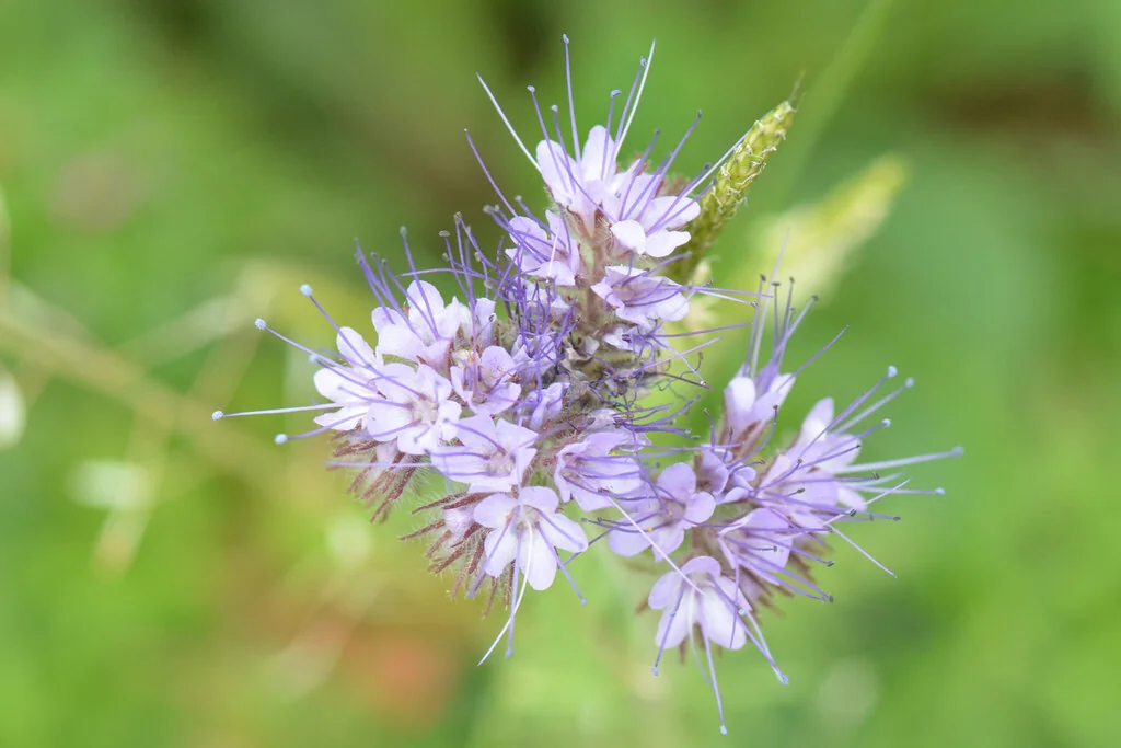 Phacelia Tanacetifolia
